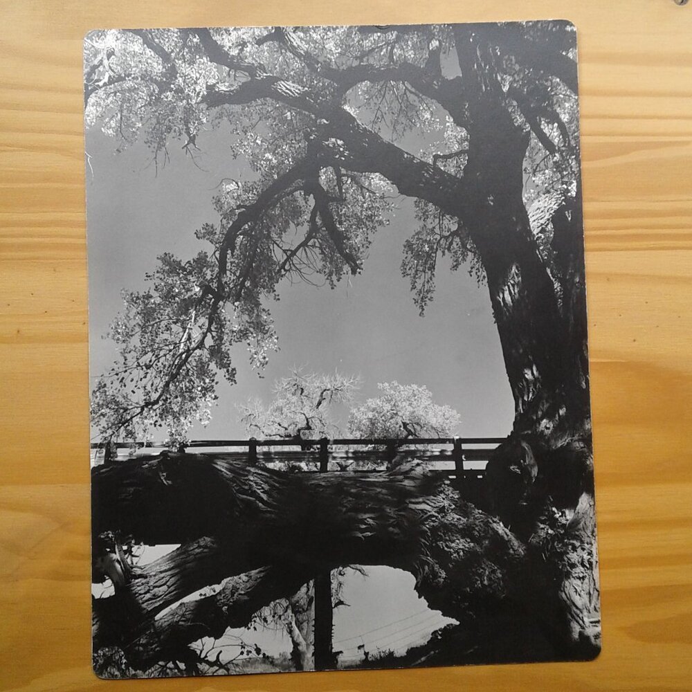Collection of Vintage Photo Prints
